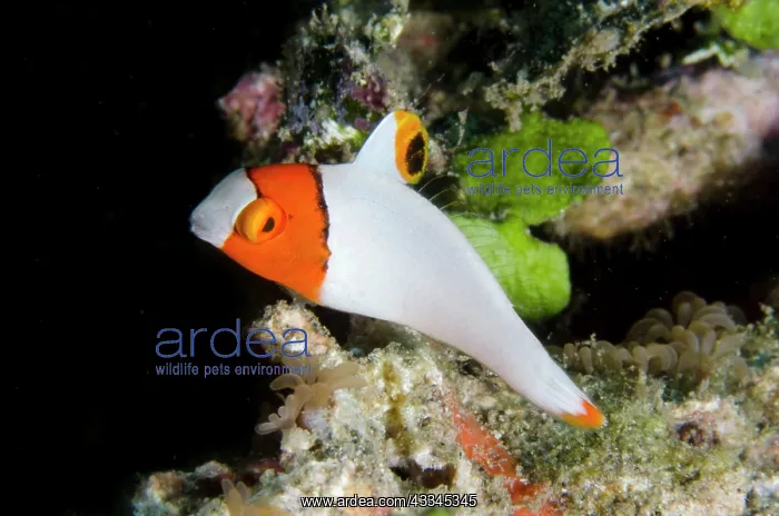 : Juvenile Bicolor Parrotfish - Lipah Beach dive site : Juvenile Bicolor Parrotfish - Lipah Beach dive site