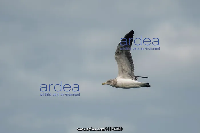 : Juvenile Black-backed Gull : Juvenile Black-backed Gull