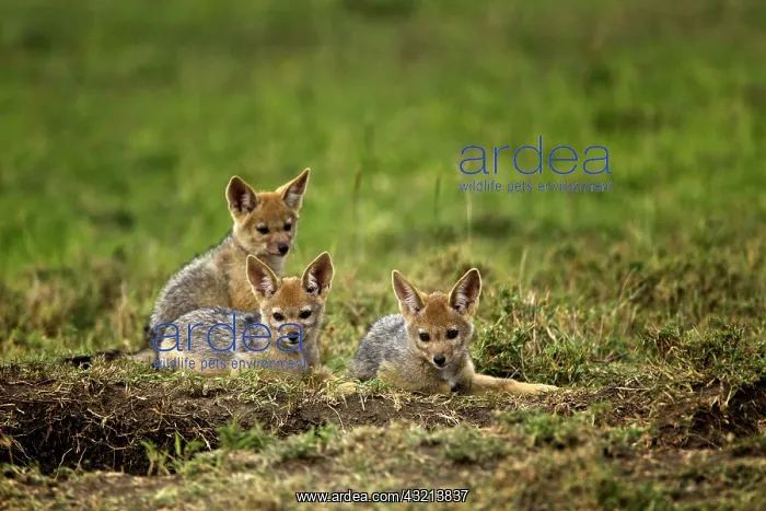 : Juvenile Black-backed Jackal, Maasai Mara : Juvenile Black-backed Jackal, Maasai Mara