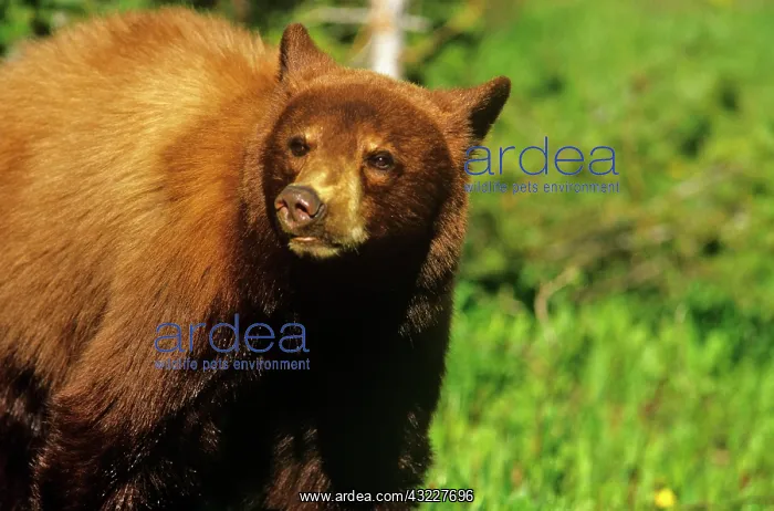 : Juvenile black bear at Waterton Lakes National : Juvenile black bear at Waterton Lakes National