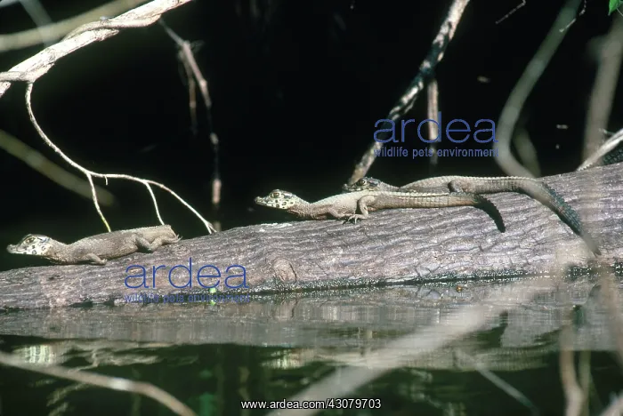 : Juvenile Black Caimans : Juvenile Black Caimans