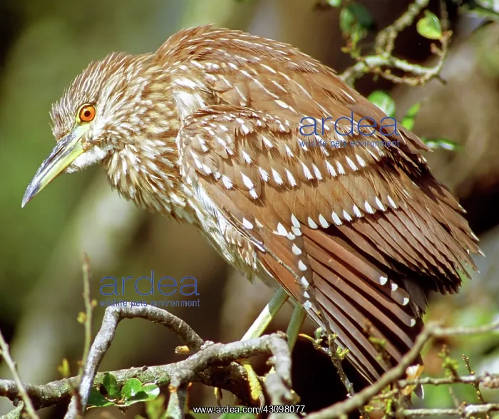 : Juvenile Black-crowned Night-Heron : Juvenile Black-crowned Night-Heron