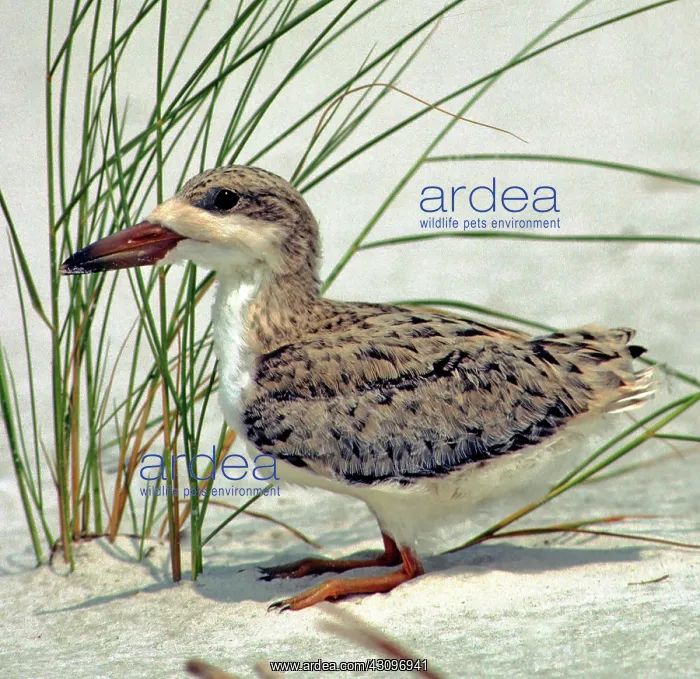 : Juvenile Black Skimmer : Juvenile Black Skimmer