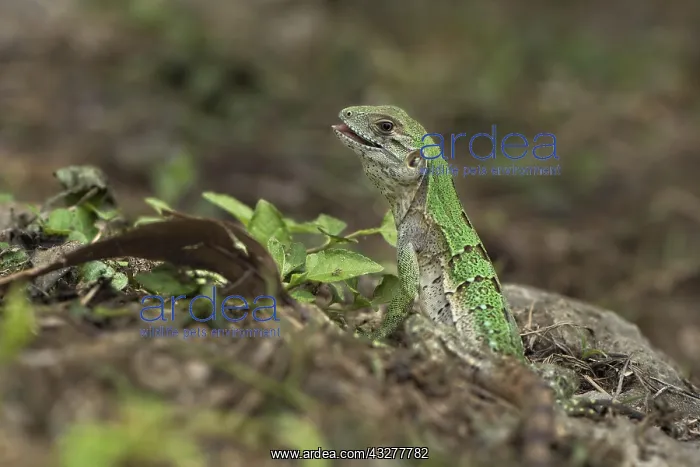 : Juvenile Black Spiny-tailed Iguana (Ctenosaura similis) : Juvenile Black Spiny-tailed Iguana (Ctenosaura similis)