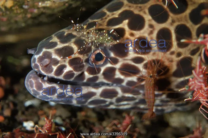 : Juvenile Blackspotted Moray : Juvenile Blackspotted Moray