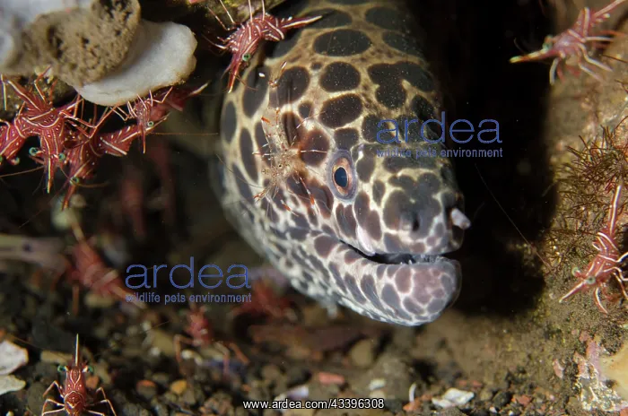 : Juvenile Blackspotted Moray with Clear Cleaner Shrimp : Juvenile Blackspotted Moray with Clear Cleaner Shrimp