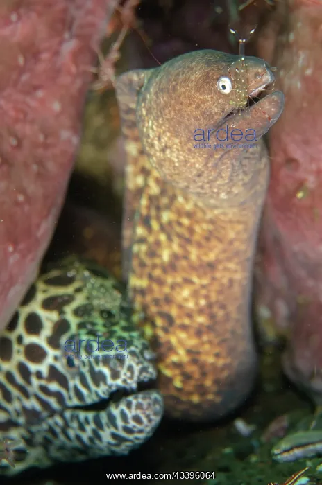 : Juvenile Blackspotted Moray with White-eyed Moray Eel : Juvenile Blackspotted Moray with White-eyed Moray Eel
