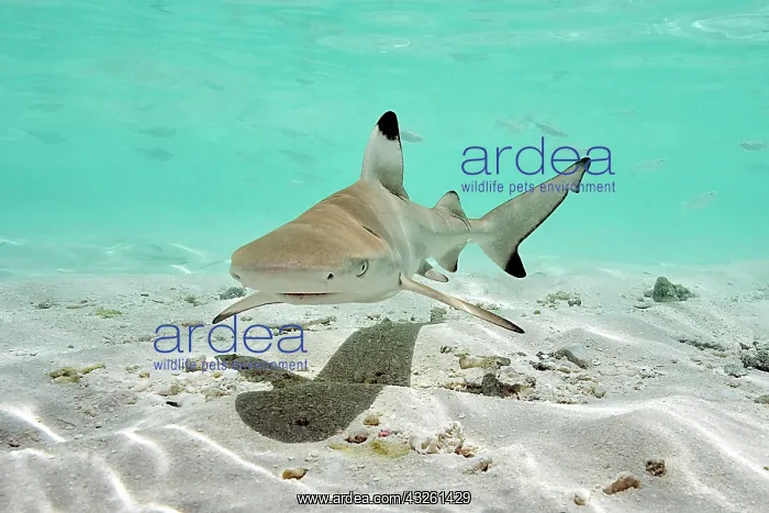 : Juvenile blacktip reef shark (Carcharhinus melanopterus) : Juvenile blacktip reef shark (Carcharhinus melanopterus)
