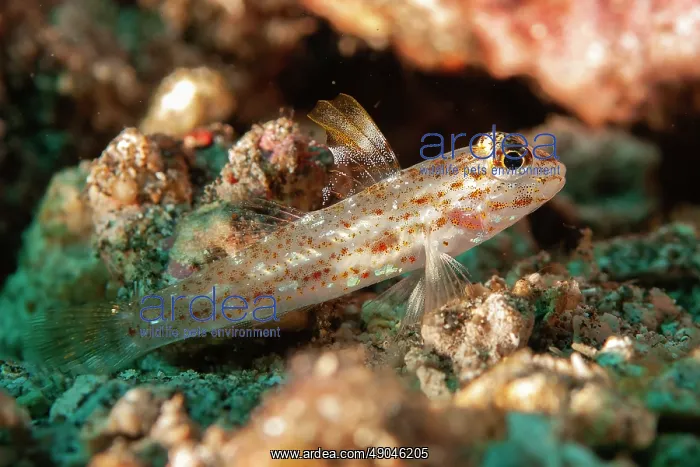 : Juvenile Blacktip Sandgoby : Juvenile Blacktip Sandgoby