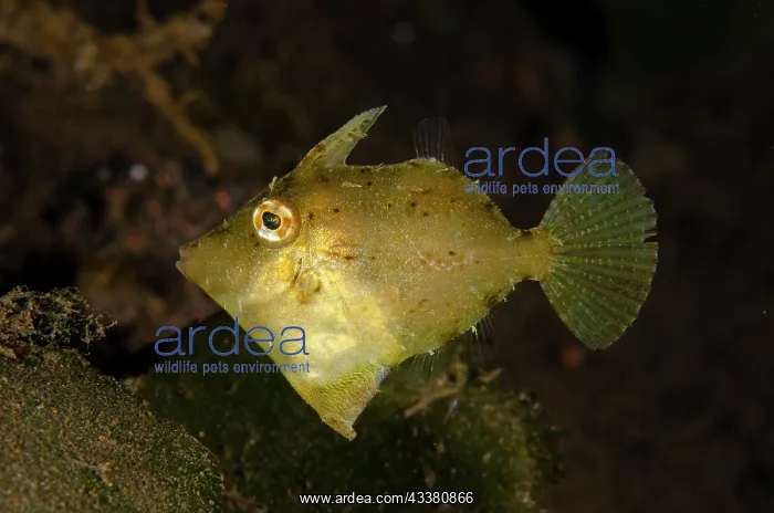  : Juvenile Blotchy Filefish - with erect trigger -