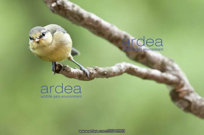 : A juvenile of Blue Tit (Cyanistes caeruleus) perched on branch and looking at camera, Liguria, Italy : A juvenile of Blue Tit (Cyanistes caeruleus) perched on branch and looking at camera, Liguria, Italy