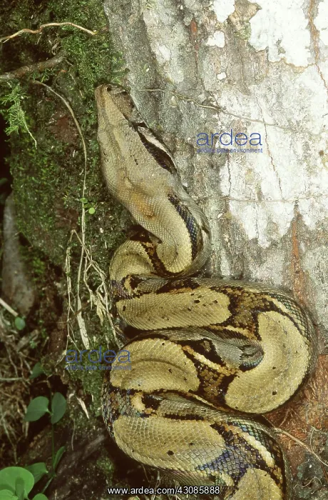 : Juvenile boa constrictor : Juvenile boa constrictor