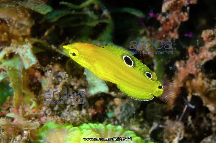 : Juvenile Canary Wrasse - Bulakan dive site, Seraya : Juvenile Canary Wrasse - Bulakan dive site, Seraya