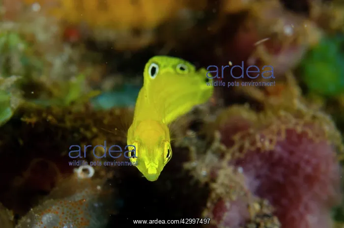 : Juvenile Canary Wrasse - Bulakan dive site, Seraya : Juvenile Canary Wrasse - Bulakan dive site, Seraya