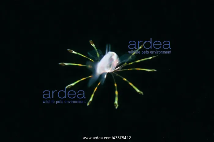 : Juvenile Cardinalfish : Juvenile Cardinalfish