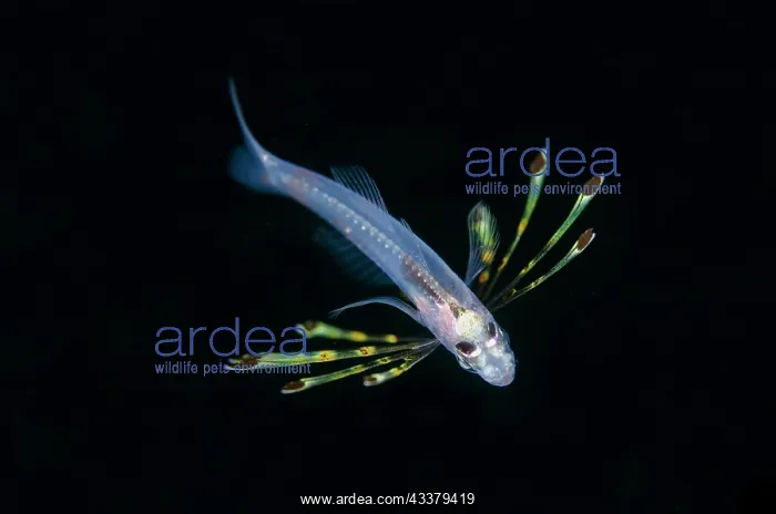 : Juvenile Cardinalfish : Juvenile Cardinalfish