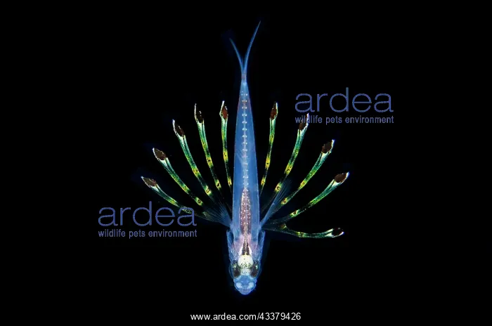 : Juvenile Cardinalfish : Juvenile Cardinalfish