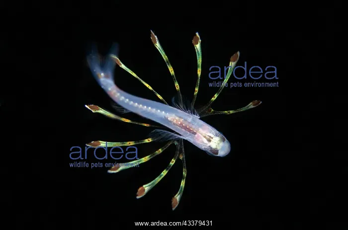 : Juvenile Cardinalfish : Juvenile Cardinalfish
