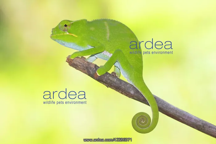 : Juvenile chameleon (Furcifer bifidus) on branch : Juvenile chameleon (Furcifer bifidus) on branch