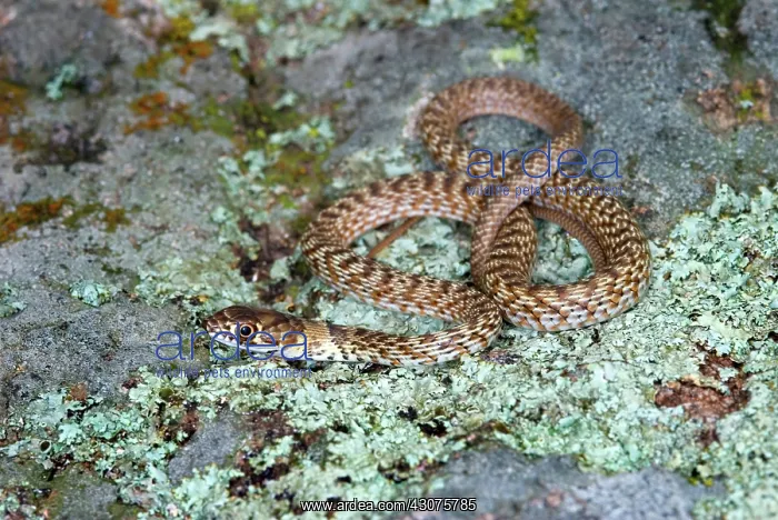 : Juvenile Coachwhip Snake : Juvenile Coachwhip Snake