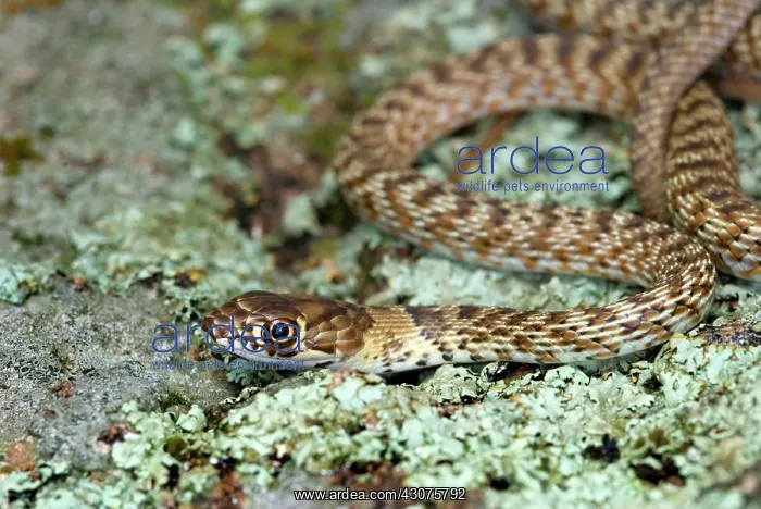 : Juvenile Coachwhip Snake : Juvenile Coachwhip Snake