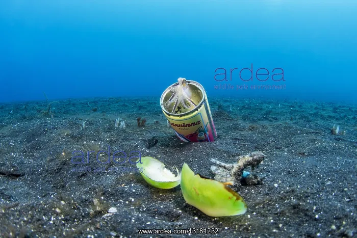 : Juvenile coconut octopus (Octopus marginatus) sheltering : Juvenile coconut octopus (Octopus marginatus) sheltering