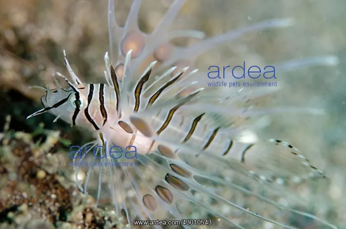 : Juvenile Common Lionfish Kareko Point dive site : Juvenile Common Lionfish Kareko Point dive site