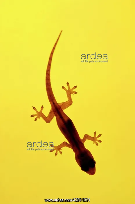 : A juvenile Common (Spiny-tailed) House Gecko hunts : A juvenile Common (Spiny-tailed) House Gecko hunts
