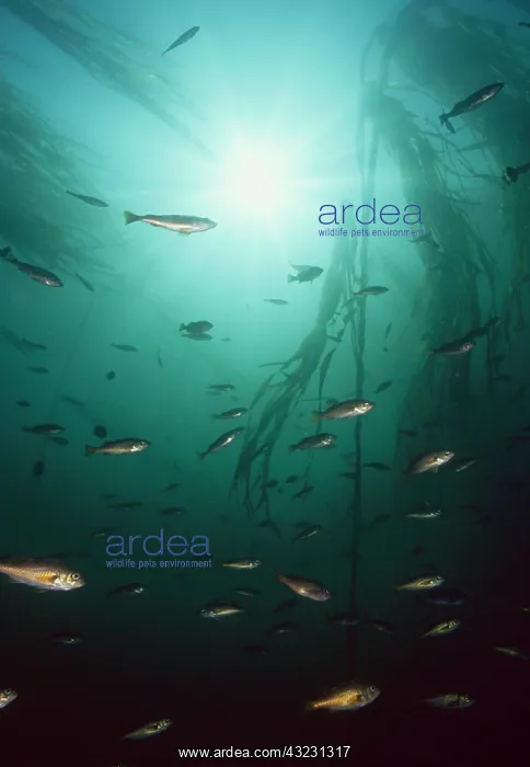 : Juvenile Copper Rockfish hiding among, Giant : Juvenile Copper Rockfish hiding among, Giant