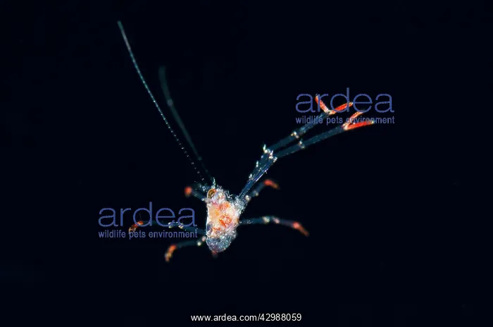 : Juvenile Crab with extended claws - floating in : Juvenile Crab with extended claws - floating in
