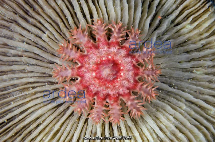 : Juvenile Crown-of-thorns Seastar : Juvenile Crown-of-thorns Seastar