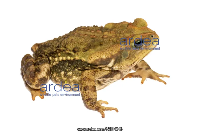 : Juvenile Cururao Toad (Rhinella icterica) isolated : Juvenile Cururao Toad (Rhinella icterica) isolated