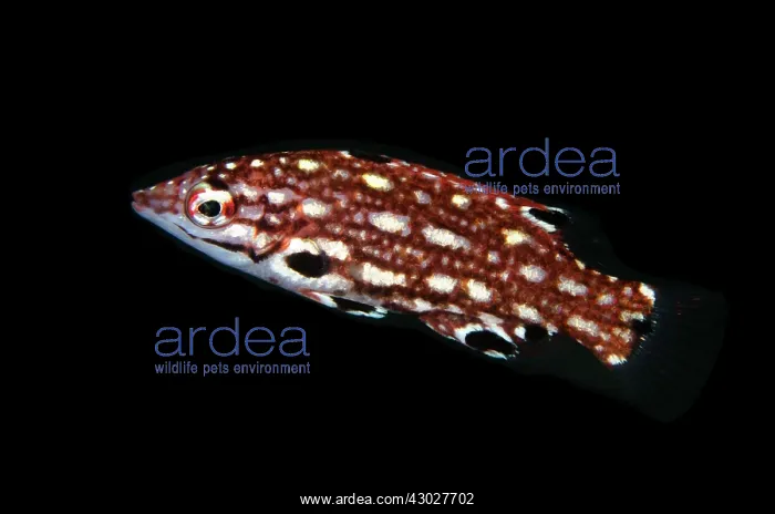 : Juvenile Diana's Hogfish : Juvenile Diana's Hogfish