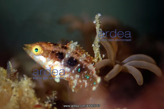 : Juvenile Doublespot Wrasse Boulders dive site, Horseshoe : Juvenile Doublespot Wrasse Boulders dive site, Horseshoe