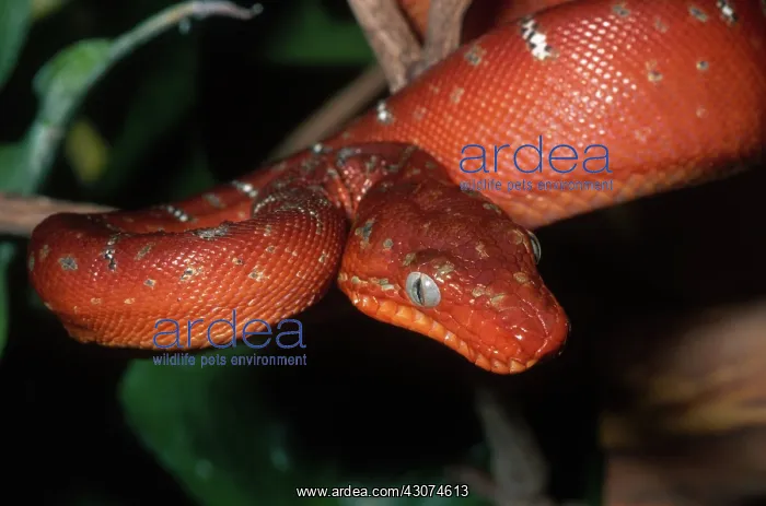 : Juvenile Emerald Tree Boa : Juvenile Emerald Tree Boa
