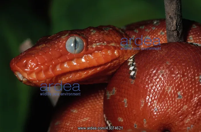 : Juvenile Emerald Tree Boa : Juvenile Emerald Tree Boa