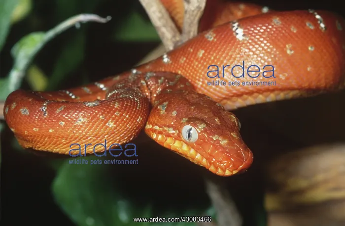 : Juvenile Emerald Tree Boa : Juvenile Emerald Tree Boa