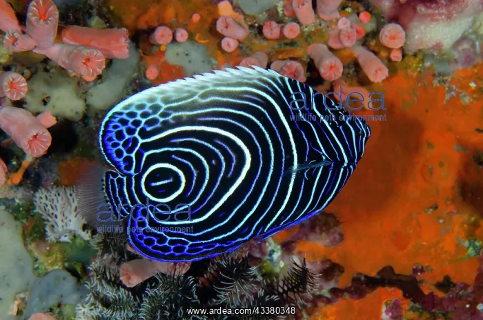 : Juvenile Emperor Angelfish : Juvenile Emperor Angelfish