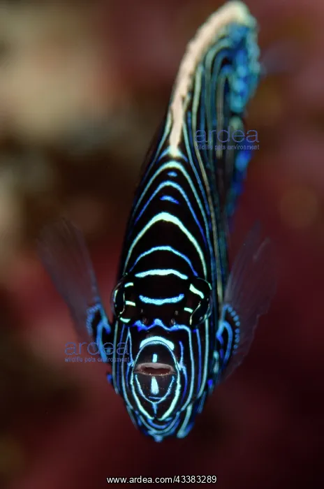 : Juvenile Emperor Angelfish : Juvenile Emperor Angelfish