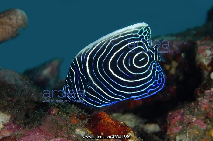 : Juvenile Emperor Angelfish - Jemeluk Bay Gallery : Juvenile Emperor Angelfish - Jemeluk Bay Gallery
