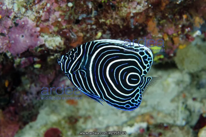 : Juvenile Emperor Angelfish - Nudi Rock dive site : Juvenile Emperor Angelfish - Nudi Rock dive site