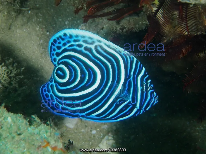 : Juvenile Emperor Angelfish (Pomacanthus imperator) : Juvenile Emperor Angelfish (Pomacanthus imperator)