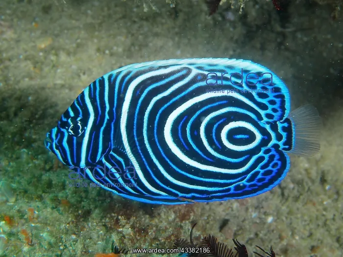 : Juvenile Emperor Angelfish (Pomacanthus imperator) : Juvenile Emperor Angelfish (Pomacanthus imperator)