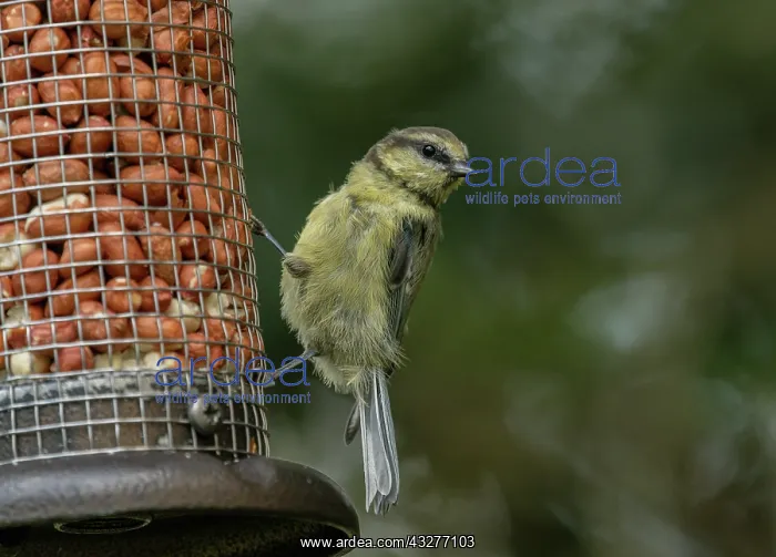 : Juvenile Eurasian blue tit, Cyanistes caeruleus : Juvenile Eurasian blue tit, Cyanistes caeruleus