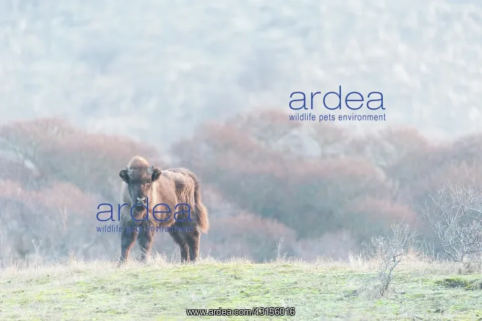  : Juvenile European Bison (Bison bonasus) in dune landscape