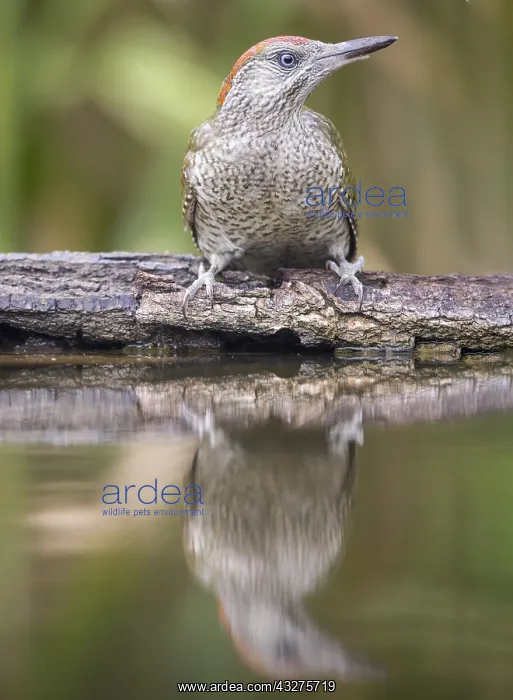 : Juvenile European Green Woodpecker (Picus virid : Juvenile European Green Woodpecker (Picus virid