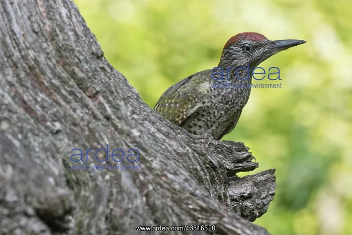 : Juvenile european green woodpecker (Picus viridis) : Juvenile european green woodpecker (Picus viridis)