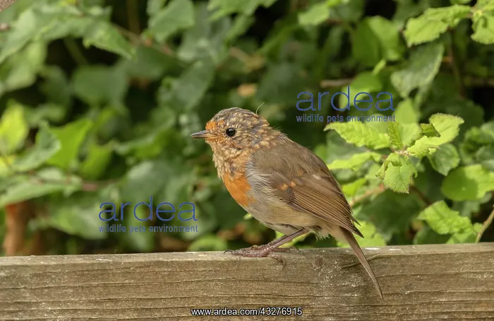 : Juvenile European Robin, Erithacus rubecula, moulting : Juvenile European Robin, Erithacus rubecula, moulting