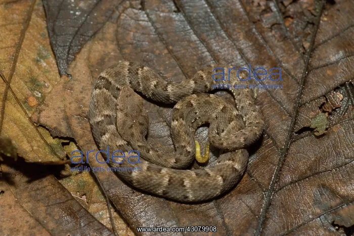 : Juvenile Fer-de-lance (Bothrops atrox) : Juvenile Fer-de-lance (Bothrops atrox)