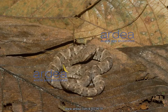 : Juvenile Fer-de-lance (Bothrops atrox) : Juvenile Fer-de-lance (Bothrops atrox)